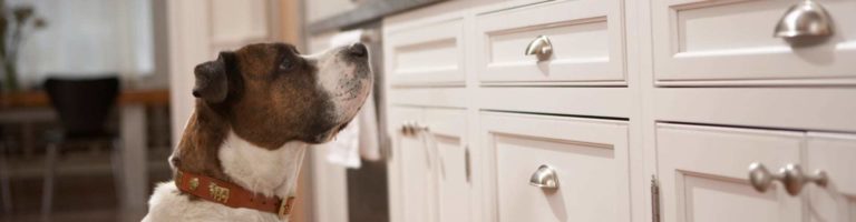 Tips on What to Feed your Dog