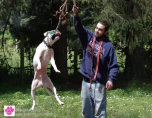 Ryan — Off Leash K9 Training of Bend
